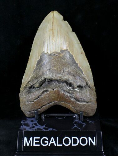 Megalodon Tooth - North Carolina #20554